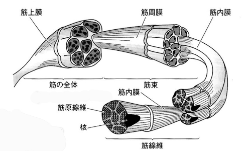 基本を知らない人が筋膜リリースで効果を出せるわけがない！接骨院院長が語る。